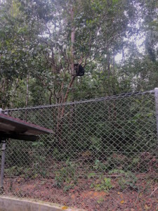 Christy  up in a tree at Samboja Lestari, Indonesia