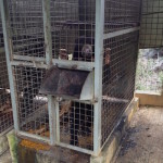 Apang before (alone in a 1 m2 cage)