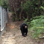 Petung after (with a female bear in 6700 m2)