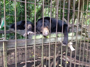 Fitri and Rina in their old cage