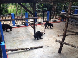 Fitri, Rina and Brutus in new cage