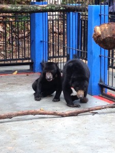 Brutus and Fitri in new cage