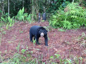 Arkana in Enclosure A