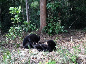 Jay and Kumala in Enclosure A