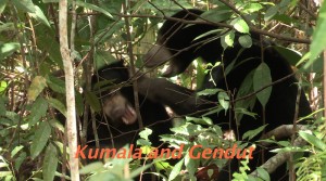 Kumala and Gendut in Enclosure C