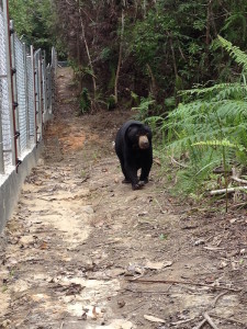 Petung in Enclosure D