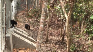 Windi and Petung going into the enclosure for the first time