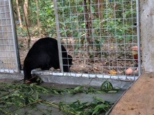 Gino going out into the enclosure