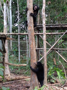 Oscar and Sibear in Training Enclosure, BOSF