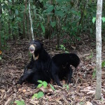 Apang and Kumala in Enclosure D