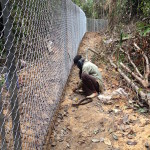 Fence between enclosure F and G