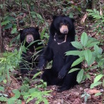 Christie and Jojo in Enclosure F