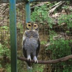 Jayan - Spotted Wood Owl