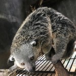 Sibin - Binturong at WRC