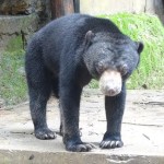 Teagan - Sun Bear at WRC