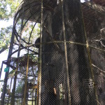 WRC - new cage for the macaques