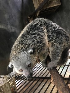 Sibin - Binturong et WRC